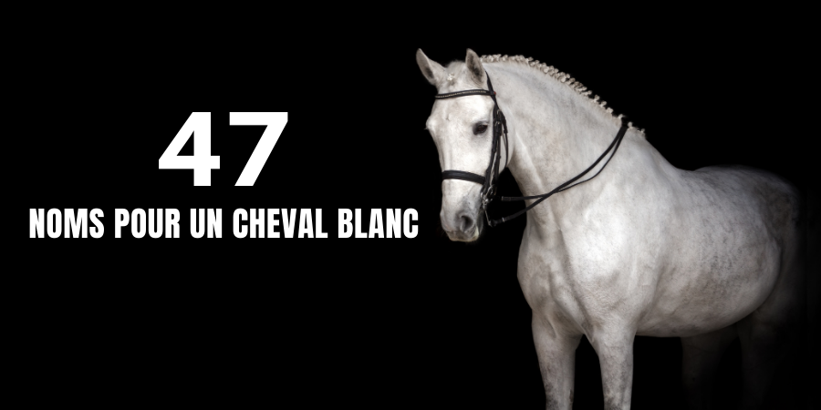 47 Noms pour Cheval Blanc