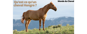Qu'est ce qu'un cheval hongre ?