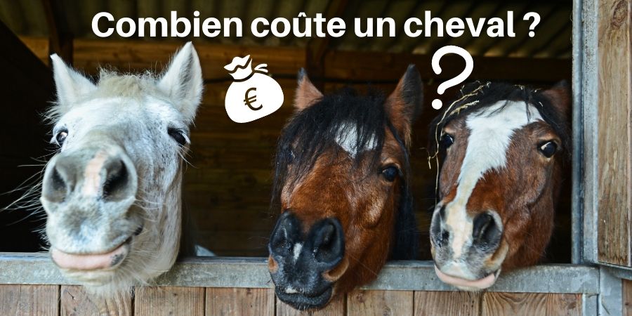 Combien coûte un cheval ? Les choses à savoir