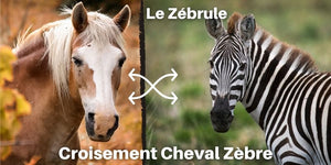 Croisement cheval zebre zebrule