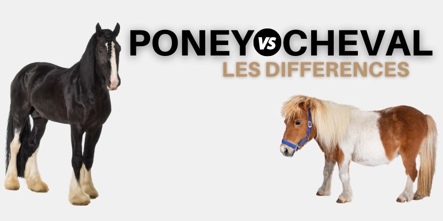 Différence entre poney et cheval