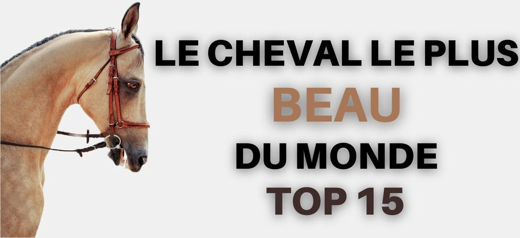 Top 15 des plus Beaux Chevaux du Monde