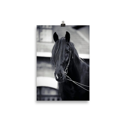 Affiche cheval noir