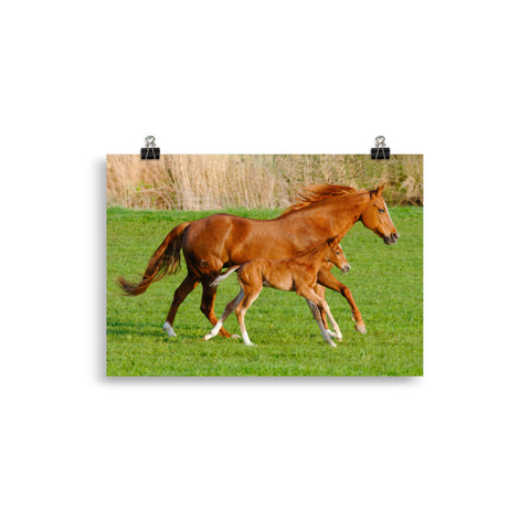 Affiche cheval et poulain