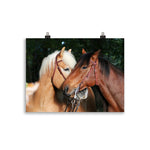 Poster Cheval Affection