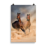Poster Cheval Duo Sauvage
