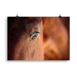 Poster cheval oeil