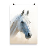 Poster cheval blanc
