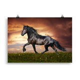 Poster cheval frison