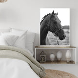 Poster cheval noir et blanc chambre