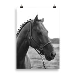 Poster cheval noir et blanc