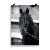 Poster cheval noir